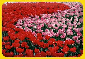 Bruinenberg Gartenbau